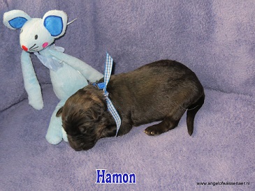 Hamon, grauwe Oudduitse Herder reu van 1 week oud